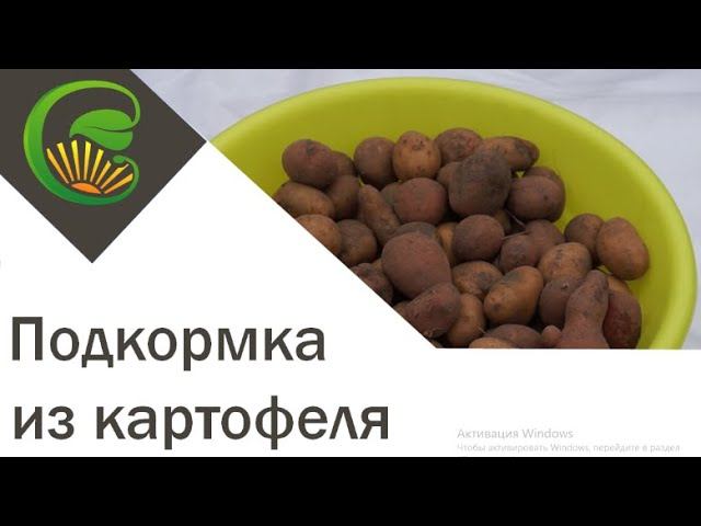 Подкормка из картофеля