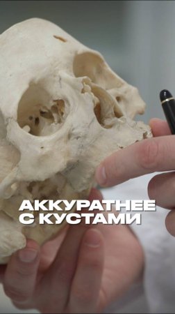 Аккуратнее с кустами