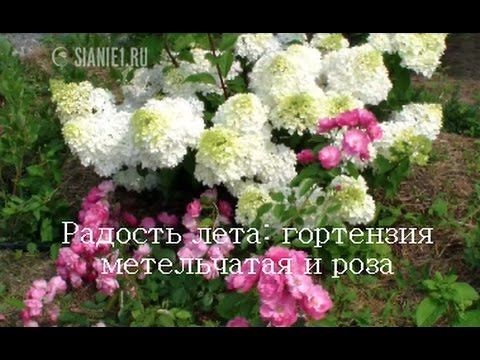 Радость лета - гортензия метельчатая и роза