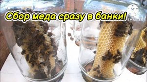 Сбор меда сразу в банки!