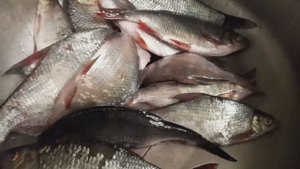 Рыбные места