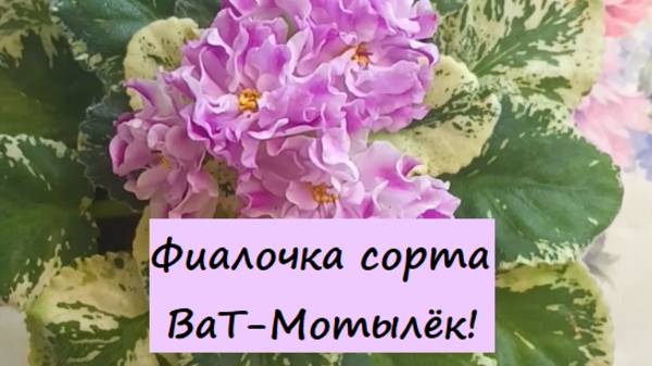Фиалочка ВаТ-Мотылёк! Скоро уезжает в Новый Домик!