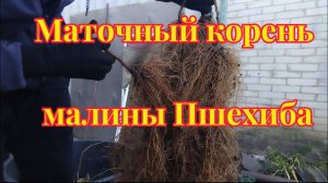 Сколько корня малины нарастает в ящике за 5 месяцев?