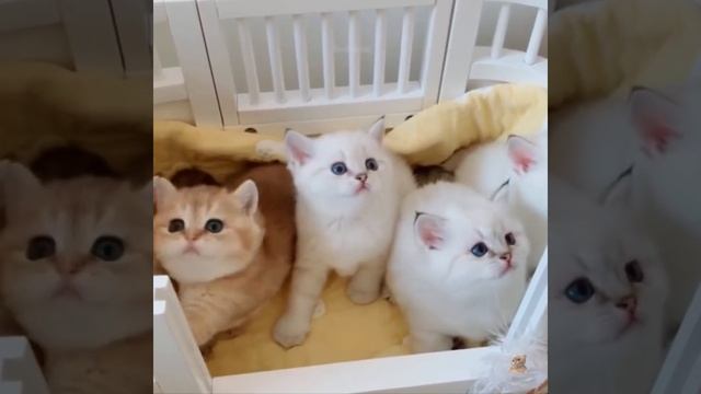 Самые смешные животные 2023 года 😂 Лучшие смешные кошки и собаки 😻🐶 Часть 1 | Милые щенки