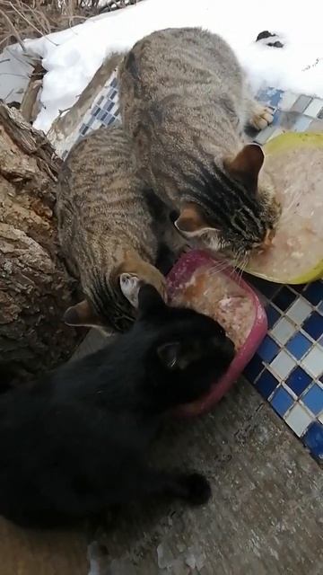 6 декабря 2023г., минус 1 ночью, вокруг следы собак, большие и мелкие. (4) смотреть онлайн