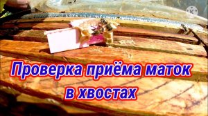 Проверка приёма маток в хвостах