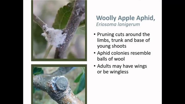 Apple IPM Workshop: Part 6 Indirect Insect Pests смотреть онлайн