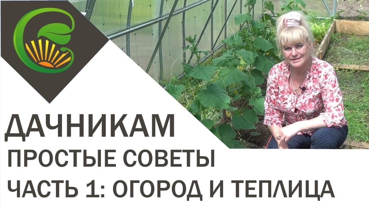 Простые советы дачникам. Часть первая: огород и теплица