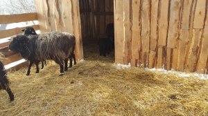 Как живут в русской деревне/Убрали уток/Приготовили вкусную кашу в автоклаве/Рацион кормлег коровы/