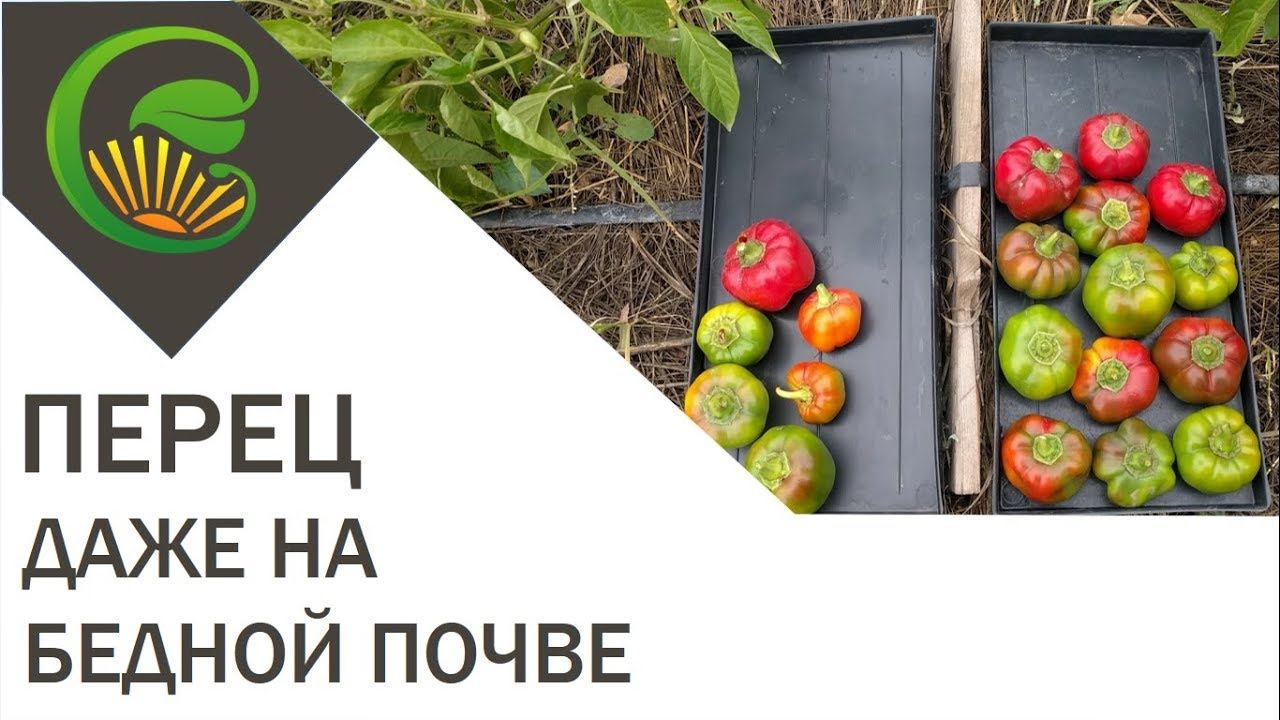 Перец даже на бедной почве смотреть онлайн