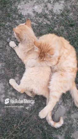 МЫ КОТЫ ДЕРЕВЕНСКИЕ!!!Shors