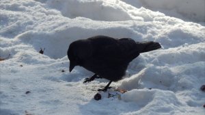 Врановые птицы России. Ворона. Галка. Грач. Птицы из семейства врановых (Corvidae).