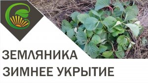 Земляника  Зимнее укрытие