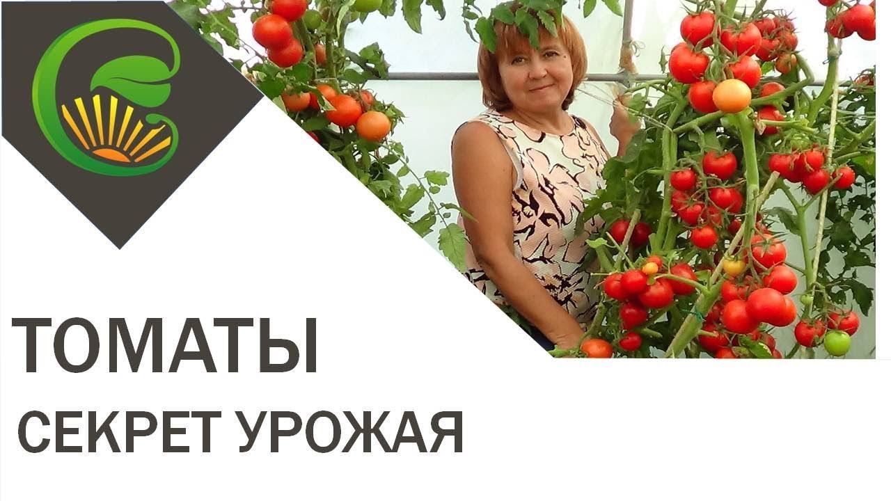 Самый важный секрет большого урожая томатов