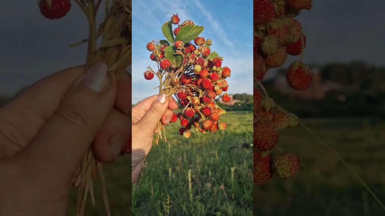 Сезон полевых ягод