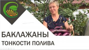 Баклажаны   тонкости полива