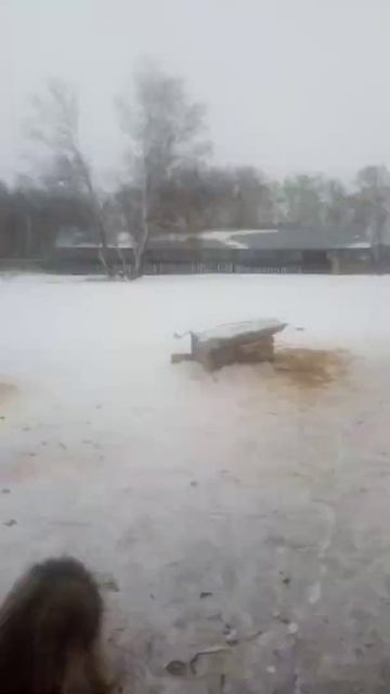 Кормим собак смотреть онлайн