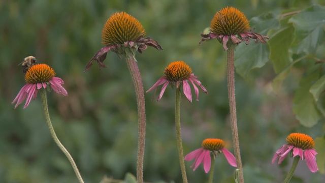 Sigma fp 4K 12bit DNG RAW Video: The CT Agricultural Experiment Station смотреть онлайн