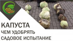 КАПУСТА - чем удобрять, садовое испытание