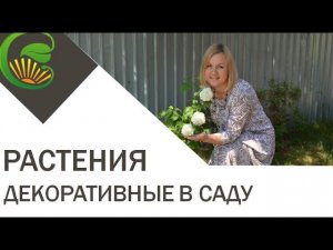 Декоративные растения в саду