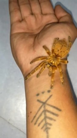 Pterinochilus murinus (orange baboon tarantula)