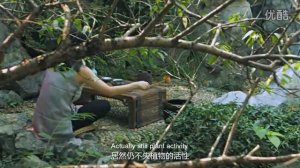 Fuding white tea culture