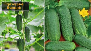 Сорт огурцов Изящный