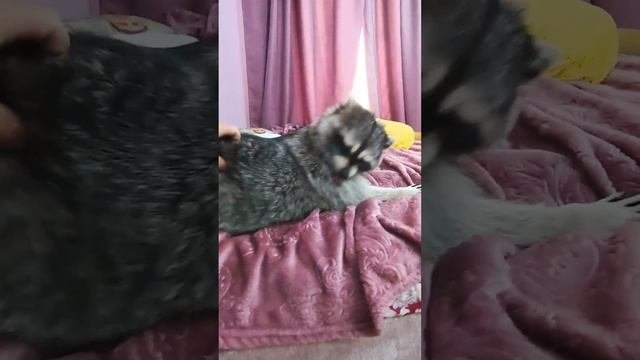Енот Витя #помощьбездомнымживотным #ямыилюша #raccoon #анапа #reels