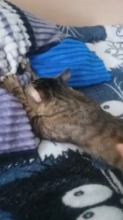 Взрослый кот, а как котёнок