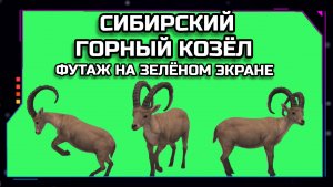 ГОРНЫЙ КОЗЁЛ видео GREEN SCREEN футаж. ХРОМАКЕЙ АНИМАЦИЯ на зелёном фоне.