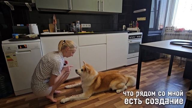 Как дрессировать собаку в домашних условиях. Сидеть, лежать, голос, НЕЛЬЗЯ!!! смотреть онлайн