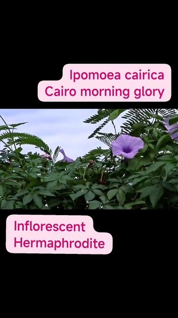 55 Coastal Morning Glory - five-fingered / ivy-leafed / mile-a-minute / Ipomoea cairica /wildflower