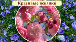 Теплолюбивые кустарникки в Подмосковье. Способные зимовать с укрытием в средней полосе России.