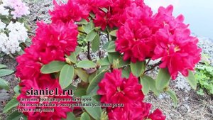 Рододендроны на садовом участке