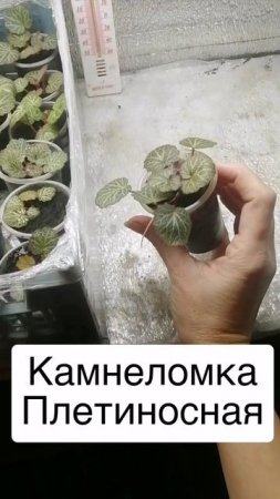 Камнеломка на укоренении
