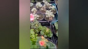 Пришли черенки пеларгонии Big Eeze "Red"!!  Покажу как цветет сорт "Арбуз" из этой же серии.