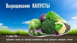 Выращивание КАПУСТЫ