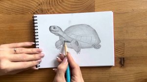Как нарисовать черепаху карандашом | Рисунок для начинающих поэтапно