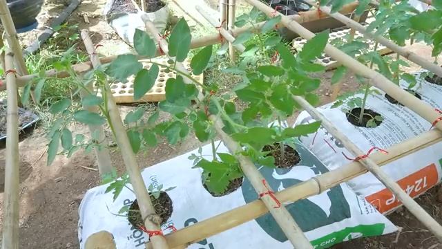 Легкие простые грядки для томатов по вьетнамски