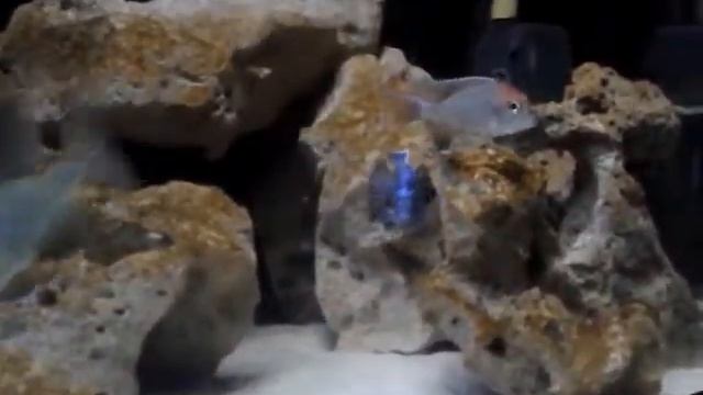 video 2015 09 29 Aulonocara stuartgranti Cobué смотреть онлайн