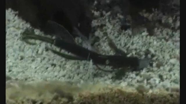 ILLEX'S Gambit series - The Golgoth смотреть онлайн