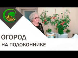 Огород на окне. Яркие эмоции от урожая