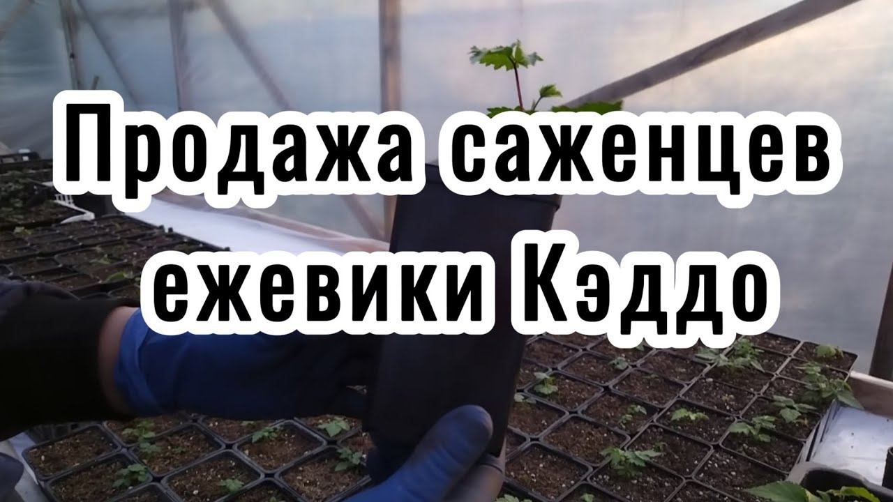 Саженцы ежевики Кэддо