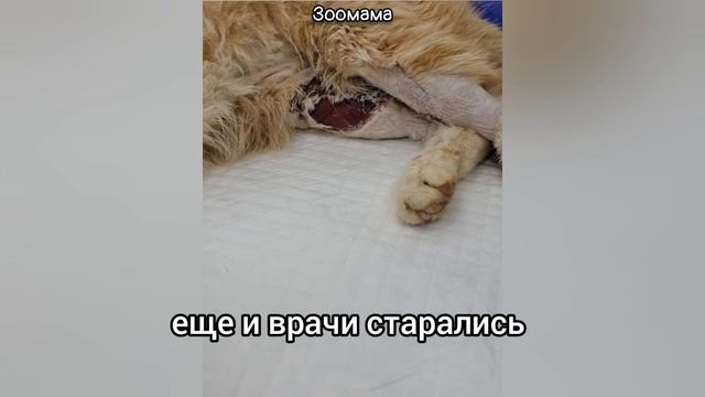 Я украла кота Рыжика?