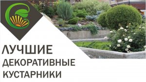 Декоративные кустарники - находка для садовода