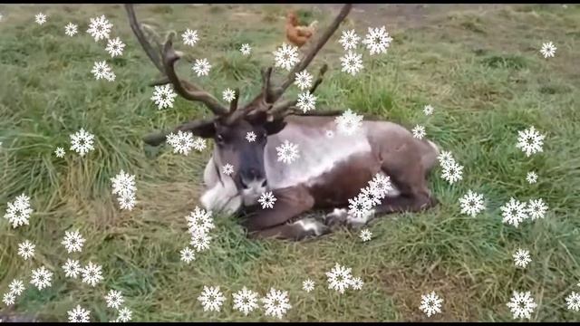 Олень на праздник смотреть онлайн