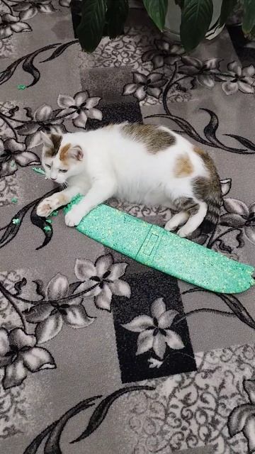 #котейка #любимыйпитомец #домашниеживотные#приколы #фристайл #танцы #кошечкатанцует#музыка 🤗💕