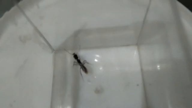 Silvão Batéra Vila Mar - (LANTERNA VERDE) Momento Biologia no Brasil com a Formiga de Estalo! смотреть онлайн