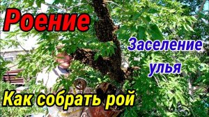 Роение на пасеке. Как собрать рой. Заселения улья