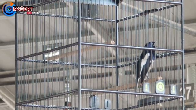 KACER ESCOBAR LAGILAGI BIKIN SENENG Mr DIMAS ZAIN AKSINYA DI GELARAN AKMIL feat DEWATA JUARA 1 2 1 смотреть онлайн